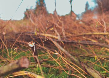 pojízdný štěpkovač vysočina